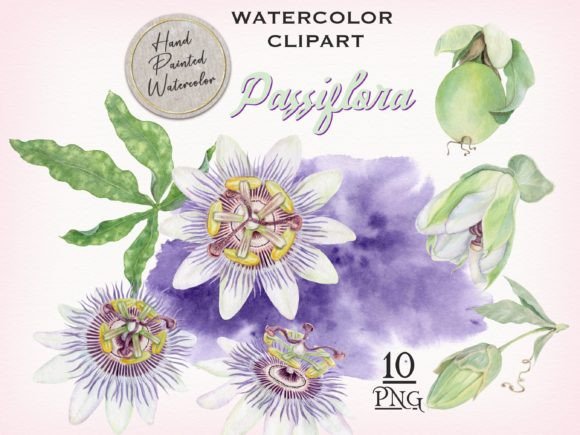 Elevate Your Projects with Passion Flower Watercolor Clipart
