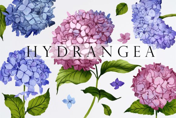Hydrangea Watercolor Illustrations: A Designer's Guide to Floral Charm