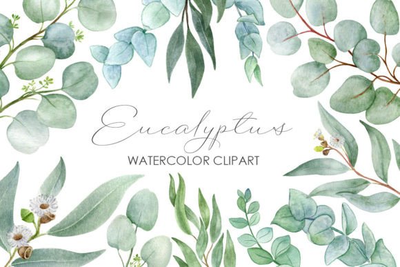 Unleashing Natural Elegance: Eucalyptus Branches Watercolor Clipart